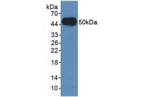 Detection of Recombinant LAMP2, Human using Polyclonal Antibody to Lysosomal Associated Membrane Protein 2 (LAMP2) (LAMP2 抗体  (AA 193-375))