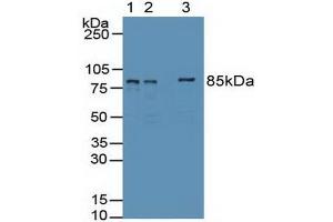 Western blot analysis of (1) Human 293T Cells, (2) Human HepG2 Cells Tissue and (3) Human HeLa cells Tissue. (EZH2 抗体  (AA 51-285))