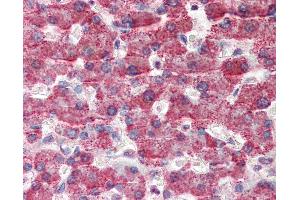 Anti-GOT2 antibody IHC of human liver. (GOT2 抗体  (AA 295-306))