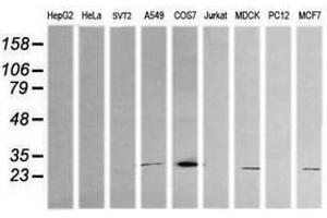 Image no. 2 for anti-Kallikrein 8 (KLK8) antibody (ABIN1498964) (Kallikrein 8 抗体)