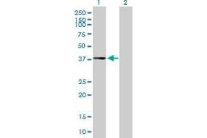 Western Blot analysis of CPXCR1 expression in transfected 293T cell line by CPXCR1 MaxPab polyclonal antibody.