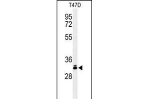 Western blot analysis of DKK1 Antibody (N-term) (ABIN653551 and ABIN2842934) in T47D cell line lysates (35 μg/lane). (DKK1 抗体  (N-Term))