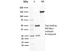 SDS-PAGE (SDS) image for anti-POU Class 2 Associating Factor 1 (POU2AF1) (AA 148-255) antibody (ABIN6940353)