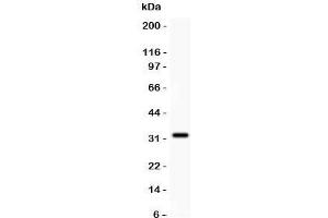 Western blot testing of GSTP1 antibody and recombinant human protein (0. (GSTP1 抗体  (AA 2-210))