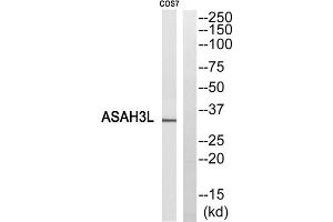 Western blot analysis of extracts from COS7 cells, using ASAH3L antibody. (ACER2 抗体  (Internal Region))