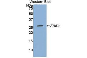 Western Blotting (WB) image for anti-C-Type Lectin Domain Family 10, Member A (CLEC10A) (AA 69-273) antibody (ABIN1858416) (CLEC10A 抗体  (AA 69-273))