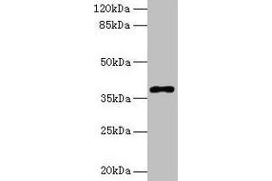 Western blot All lanes: POLB antibody at 8 μg/mL + Colo320 whole cell lysate Secondary Goat polyclonal to rabbit IgG at 1/10000 dilution Predicted band size: 39 kDa Observed band size: 39 kDa (POLB 抗体  (AA 1-300))