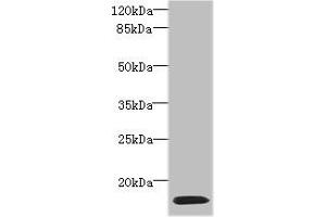 Western blot All lanes: HIST1H2AG antibody at 4 μg/mL + HL60 whole cell lysate Secondary Goat polyclonal to rabbit IgG at 1/10000 dilution Predicted band size: 15 kDa Observed band size: 15 kDa (HIST1H2AG 抗体  (AA 2-130))