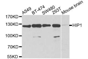 Western blot analysis of extracts of various cell lines, using HIP1 antibody. (HIP1 抗体  (AA 410-690))