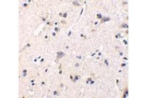 Immunohistochemistry of GFR alpha 1 in human brain tissue with GFR alpha 1 antibody at 1 μg/ml. (GFRA1 抗体  (Intermediate Domain))