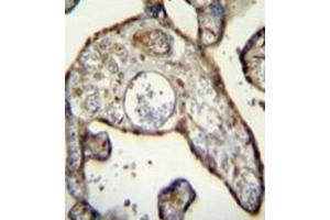 Immunohistochemistry analysis in formalin fixed and paraffin embedded human placenta tissue reacted with MNDA Antibody (N-term) followed by peroxidase conjugation of the secondary antibody and DAB staining. (MNDA 抗体  (N-Term))