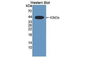 Detection of Recombinant DHODH, Human using Polyclonal Antibody to Dihydroorotate Dehydrogenase (DHODH) (DHODH 抗体  (AA 35-392))