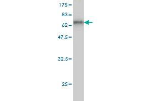 Western Blot detection against Immunogen (58. (HLF 抗体  (AA 1-295))