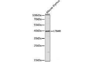 Western blot analysis of extracts of Mouse thymus using LTB4R Polyclonal Antibody at dilution of 1:1000. (Leukotriene B4 Receptor/BLT 抗体)
