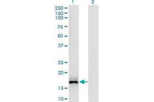Western Blot analysis of ISG20 expression in transfected 293T cell line by ISG20 monoclonal antibody (M05), clone S1.