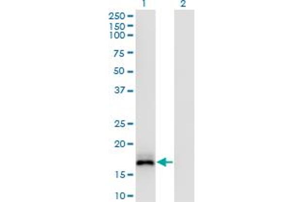 ISG20 antibody  (AA 1-181)