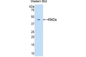 Western Blotting (WB) image for anti-CD40 Ligand (CD40LG) (AA 105-260) antibody (ABIN7431098)