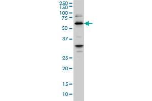 RBBP4 monoclonal antibody (M02), clone 4A5 Western Blot analysis of RBBP4 expression in Hela S3 NE . (Retinoblastoma Binding Protein 4 抗体  (AA 316-426))