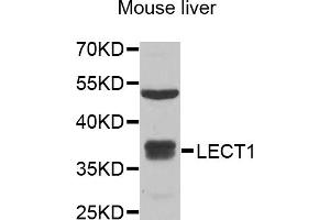 Western blot analysis of extracts of mouse liver, using LECT1 antibody (ABIN5973998) at 1/1000 dilution. (LECT1 抗体)