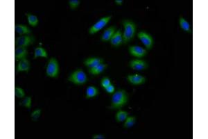 Immunofluorescence (IF) image for anti-CLPTM1-Like (CLPTM1L) (AA 32-172) antibody (ABIN7147931)