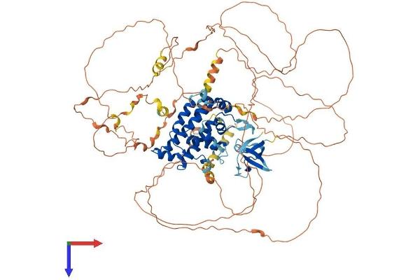 RUSC1 Protein (AA 1-902) (His tag)