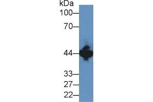 Western blot analysis of Mouse Brain lysate, using Human CKM Antibody (2 µg/ml) and HRP-conjugated Goat Anti-Rabbit antibody ( (CKM 抗体  (AA 11-367))