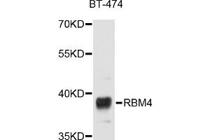 Western blot analysis of extracts of BT-474 cells, using RBM4 antibody (ABIN5998672) at 1/1000 dilution. (RBM4 抗体)