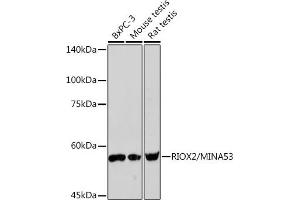 Western blot analysis of extracts of various cell lines, using RIOX2/RIOX2/MIN Rabbit mAb (ABIN7269991) at 1:1000 dilution.