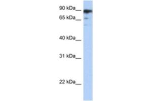 Western Blotting (WB) image for anti-RB-Associated KRAB Zinc Finger (RBAK) antibody (ABIN2460624) (RBAK 抗体)