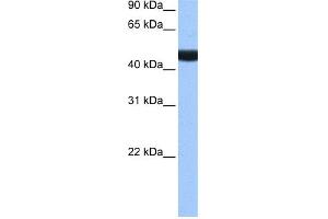 WB Suggested Anti-LIN9 Antibody Titration:  0. (LIN9 抗体  (N-Term))