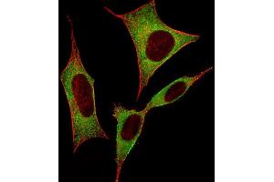 Immunofluorescent analysis of 4 % paraformaldehyde-fixed, 0. (DPYSL5 抗体  (C-Term))