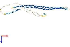 KRT8 Protein (AA 1-483) (His tag)
