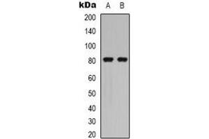Western blot analysis of Caldesmon (pS789) expression in HEK293T PMA-treated (A), NIH3T3 (B) whole cell lysates. (Caldesmon 抗体  (C-Term, pSer789))