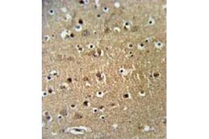 Formalin fixed and paraffin embedded brain tissue reacted with FAM40A Antibody  followed by peroxidase conjugation of the secondary antibody and DAB staining. (STRIP1 抗体  (Middle Region))