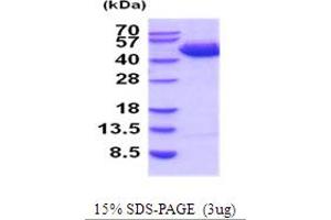 SDS-PAGE (SDS) image for serpin Peptidase Inhibitor, Clade B (Ovalbumin), Member 3 (SERPINB3) (AA 1-390) protein (His tag) (ABIN5854241) (SERPINB3 Protein (AA 1-390) (His tag))