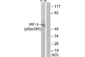 Western blot analysis of extracts from HT-29 cells, treated with insulin (0. (IRF3 抗体  (pSer385))