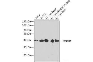 Western blot analysis of extracts of various cell lines using TMOD1 Polyclonal Antibody at dilution of 1:1000. (Tropomodulin 1 抗体)