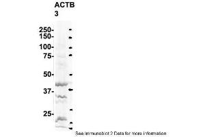 Western Blotting (WB) image for anti-Actin, beta (ACTB) (Middle Region) antibody (ABIN2778644)
