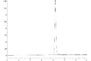 Size-exclusion chromatography-High Pressure Liquid Chromatography (SEC-HPLC) image for alpha-Fetoprotein (AFP) (AA 19-609) protein (His tag) (ABIN7273810)
