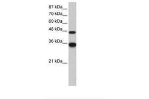 Image no. 1 for anti-General Transcription Factor IIH, Polypeptide 4, 52kDa (GTF2H4) (N-Term) antibody (ABIN202577) (GTF2H4 抗体  (N-Term))