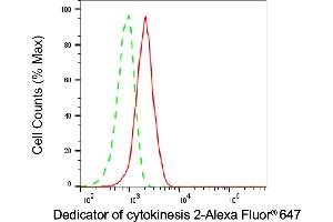 anti-Dedicator of Cytokinesis 2 (DOCK2) antibody