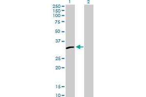 Western Blot analysis of PSME2 expression in transfected 293T cell line by PSME2 MaxPab polyclonal antibody. (PSME2 抗体  (AA 1-239))