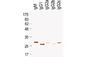 Western Blotting (WB) image for Mouse anti-Rat IgG (Light Chain) antibody (HRP) (ABIN1108834) (小鼠 anti-大鼠 IgG (Light Chain) Antibody (HRP))