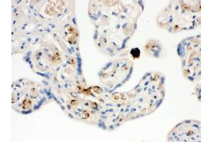 NAP2 was detected in paraffin-embedded sections of human placenta tissues using rabbit anti- NAP2 Antigen Affinity purified polyclonal antibody at 1 μg/mL. (CXCL7 抗体  (AA 55-128))