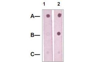 Dot Blot : 1 ug peptide was blot onto NC membrane. (MAP2K5 抗体  (pSer311, pThr315))