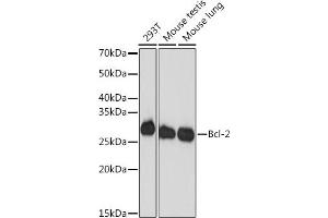Western blot analysis of extracts of various cell lines, using Bcl-2 antibody (ABIN7265810) at 1:1000 dilution.