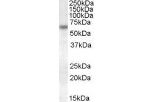 EB08934 (1µg/ml) staining of HeLa lysate (35µg protein in RIPA buffer). (Granulin 抗体  (Internal Region))