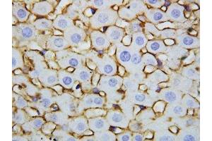 IHC-P: Annexin V antibody testing of rat liver tissue (Annexin V 抗体  (AA 88-102))
