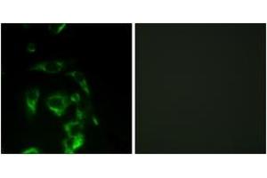 Immunofluorescence (IF) image for anti-Eukaryotic Translation Initiation Factor 4 Gamma, 1 (EIF4G1) (AA 1074-1123) antibody (ABIN2888730) (EIF4G1 抗体  (AA 1074-1123))