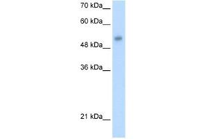 WB Suggested Anti-ONECUT3 Antibody Titration:  1.